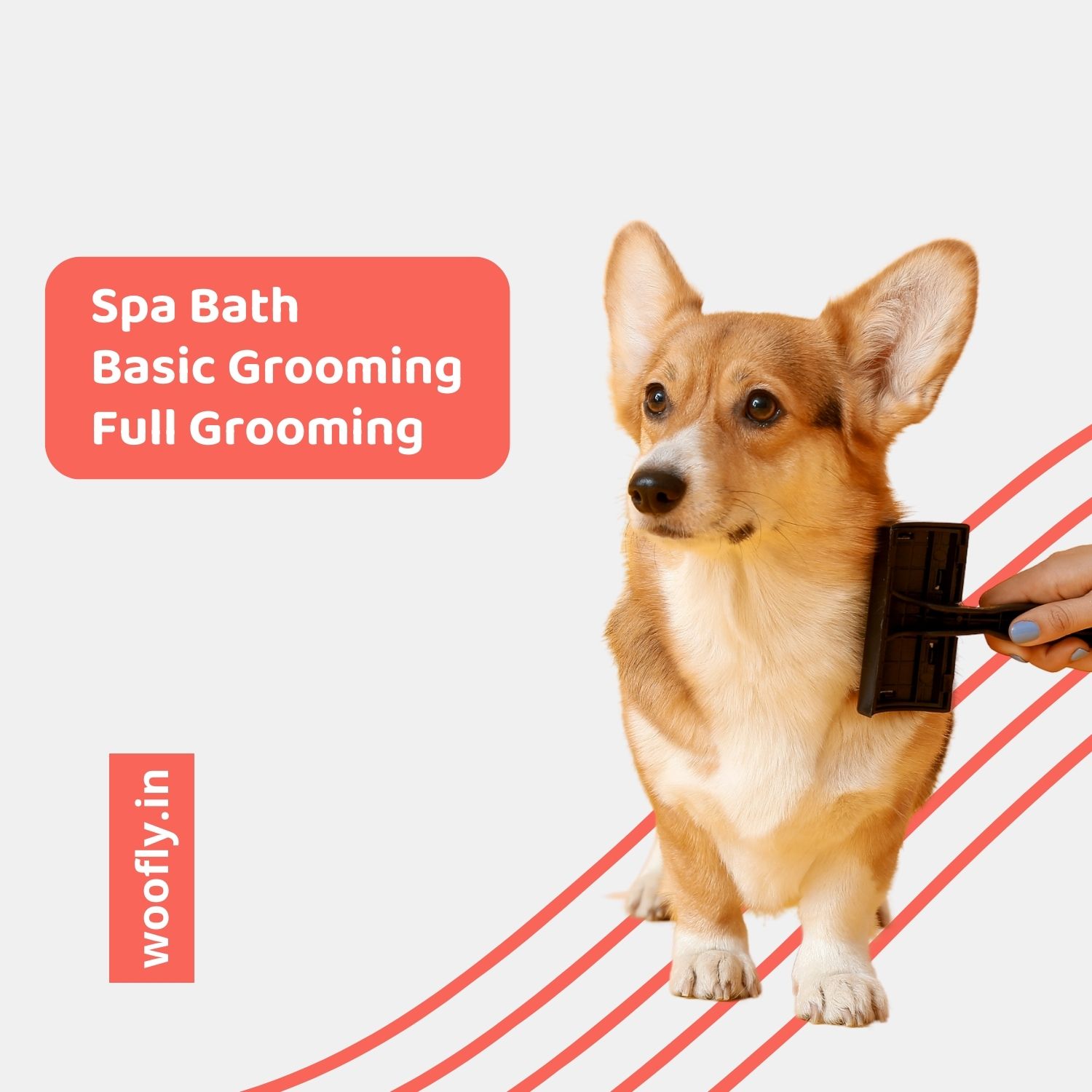 Full groom sale