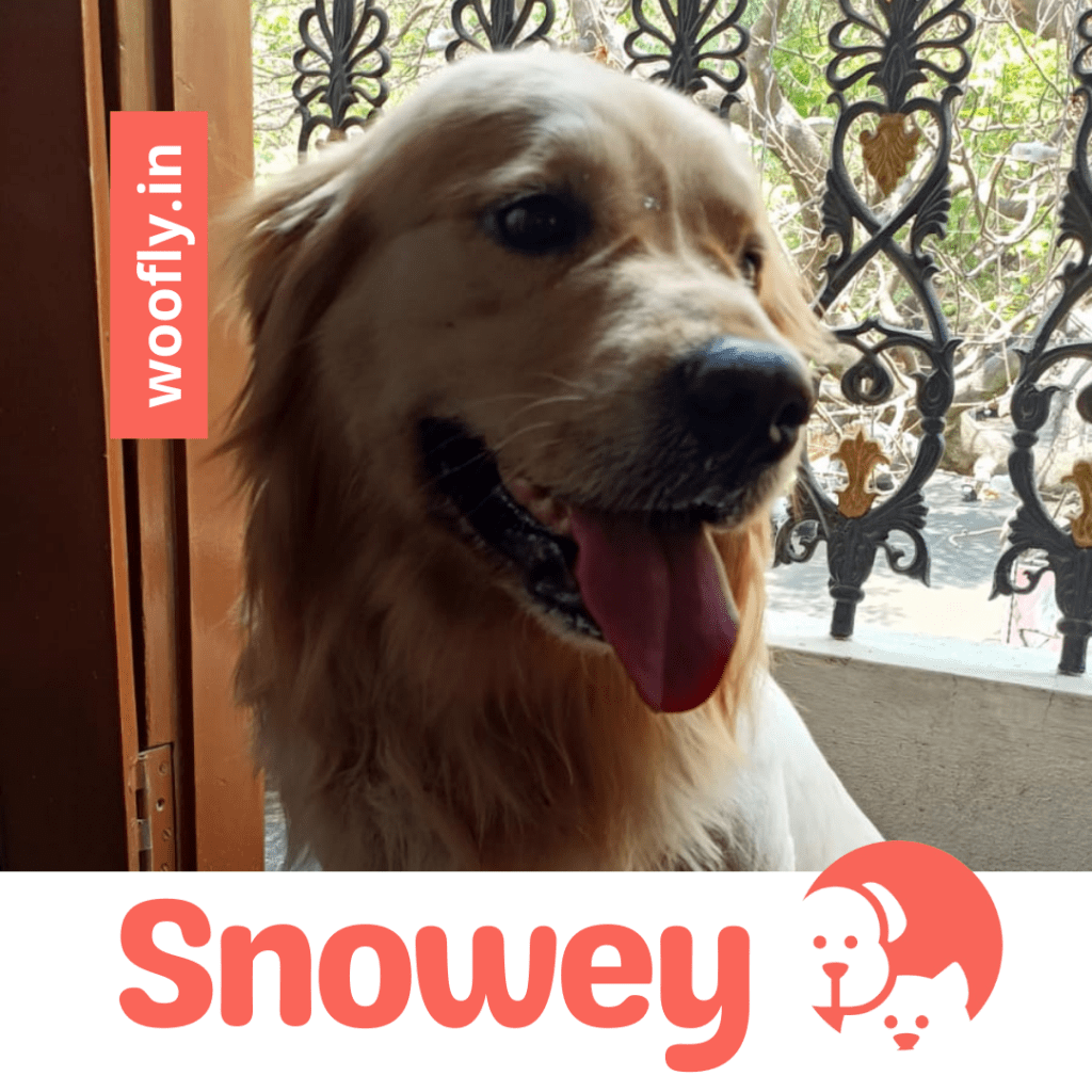 woofly-snowey-grooming-customer-image