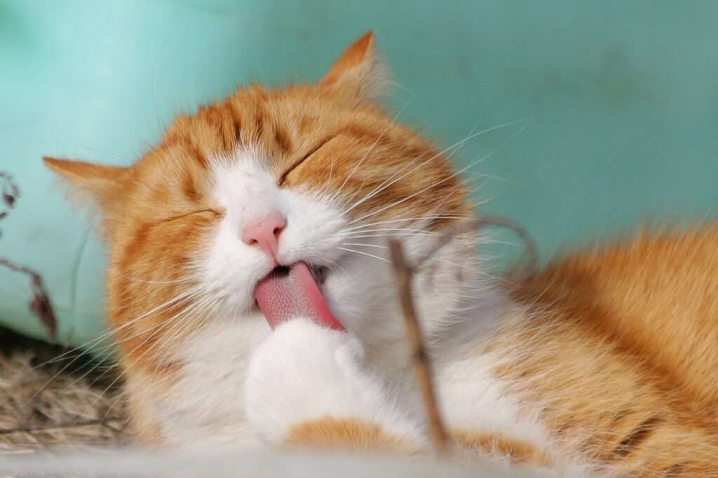 cat, pet, licking-323262.jpg