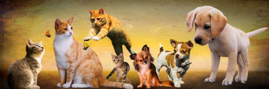 animals, dogs, cats-2222007.jpg