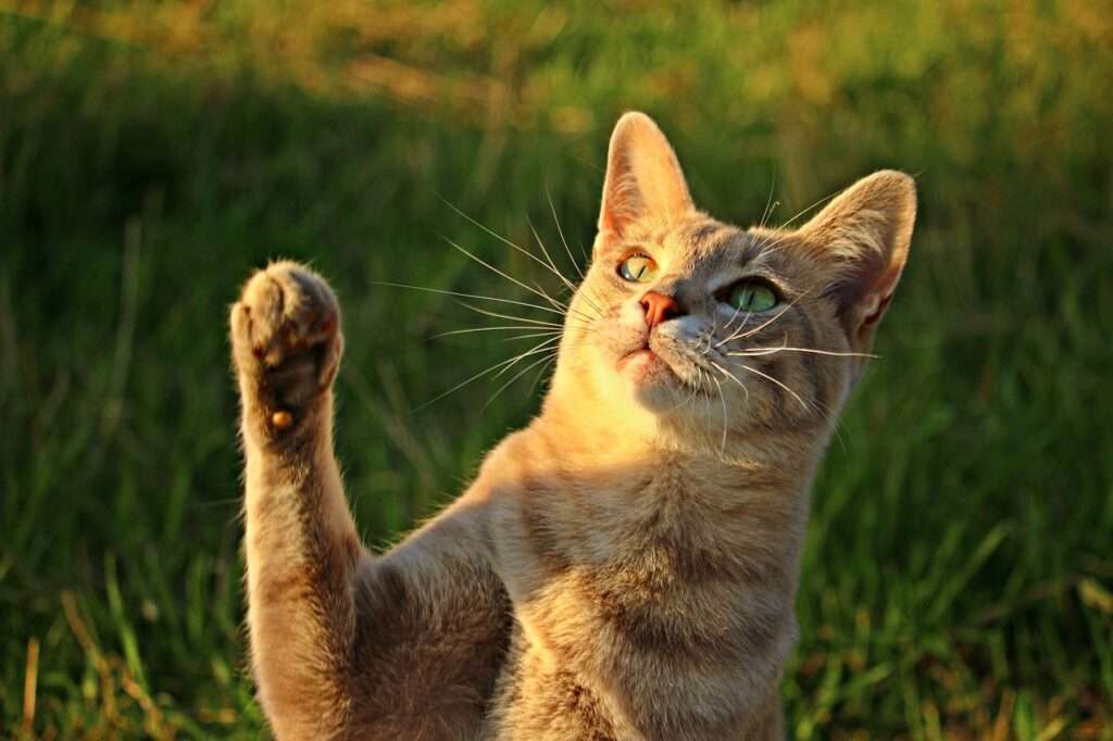 cat, mackerel, paw-2596496.jpg