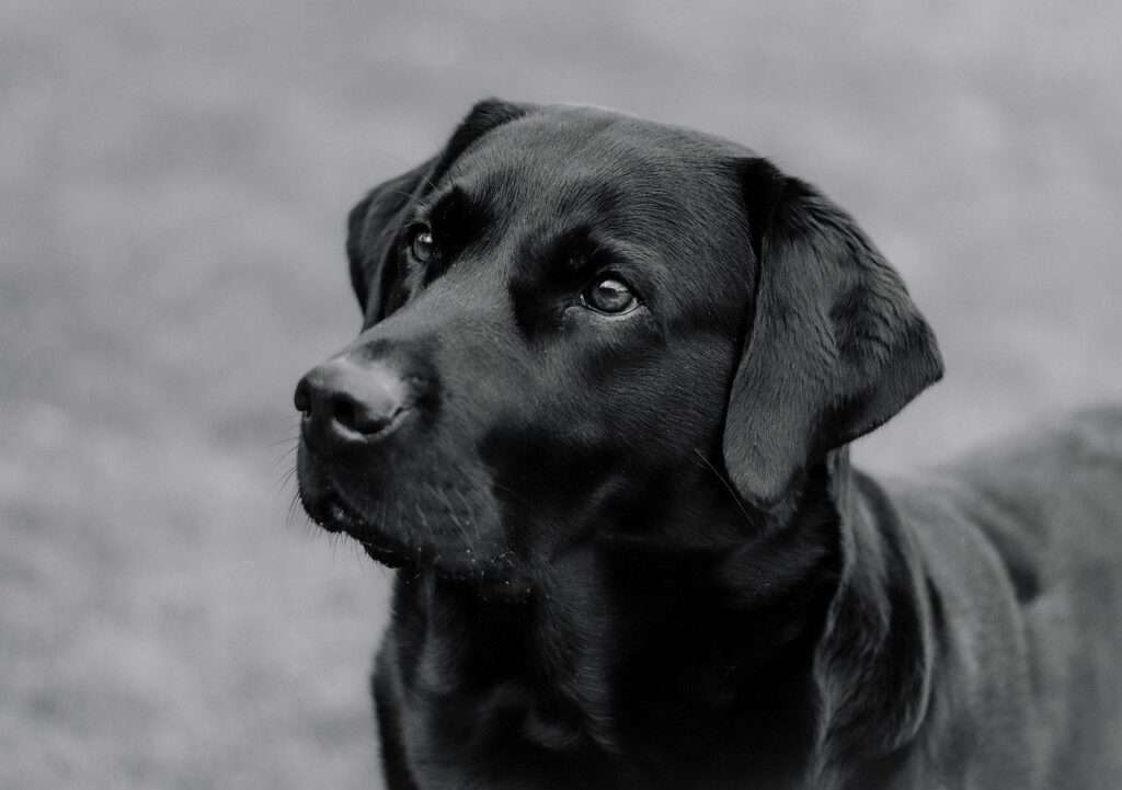 labrador, dog, animal-8554882.jpg