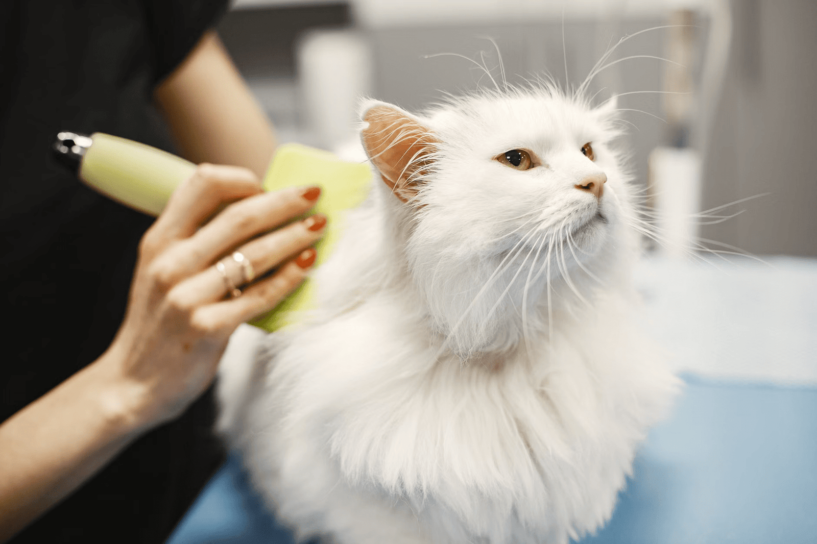 Basic grooming package with hygiene trim, bath and blow dry