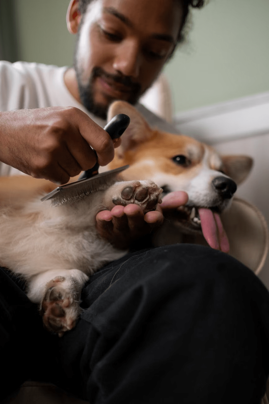 Dry bath quick freshen up grooming package by Woofly