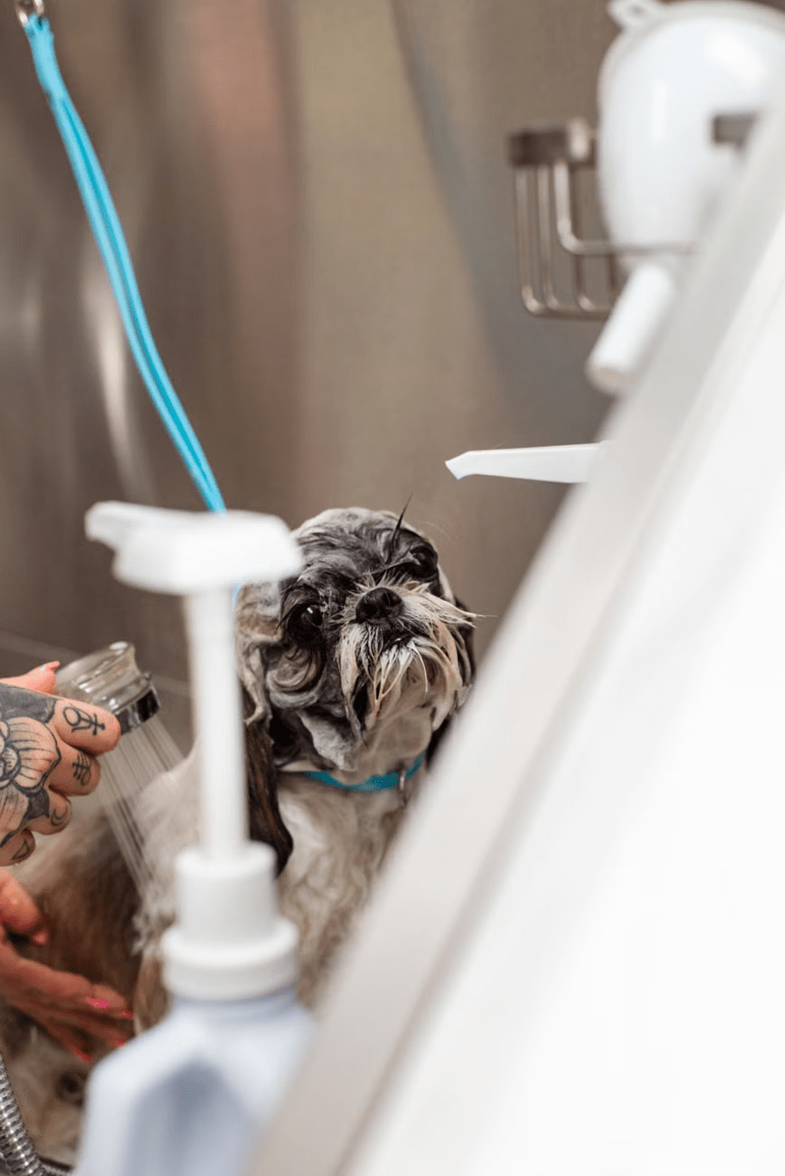 Spa bath refreshing dog grooming package by Woofly