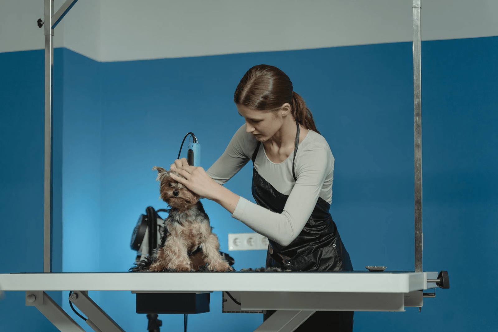 Full body haircut and trimming pet grooming package by Woofly